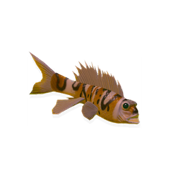 Any Seafood