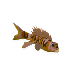 Any Seafood