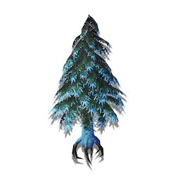 Ancient Conifer