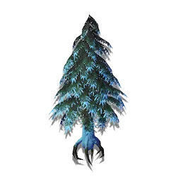 Ancient Conifer
