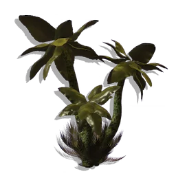 Desert Star