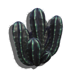 Pipe Cactus