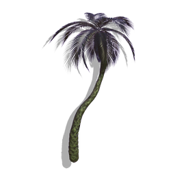 Feather Palm