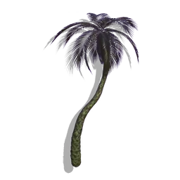 Feather Palm