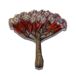 Succulent Tree