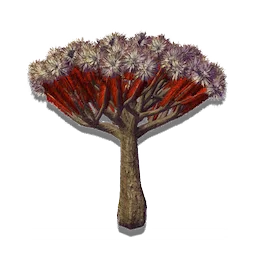 Succulent Tree