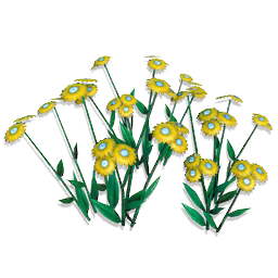 Eternal Eye Flowers