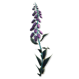 Budding Thimblestem