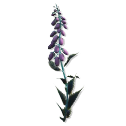 Budding Thimblestem