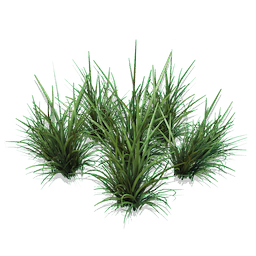 Tall Spikegrass