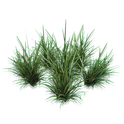 Tall Spikegrass