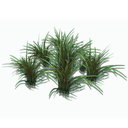 Short Spikegrass