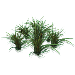 Short Spikegrass