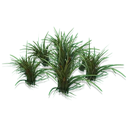 Short Spikegrass