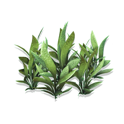 Flatblade Grass