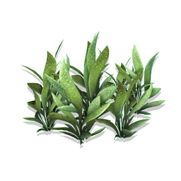 Flatblade Grass