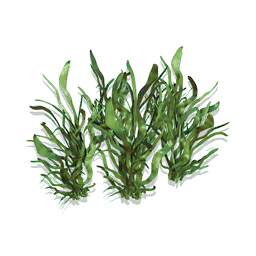 Ribbon Grass