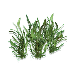 Ribbon Grass