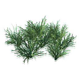 Antler Grass