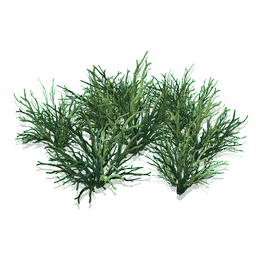 Antler Grass