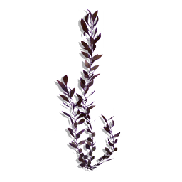 Carbon Vine