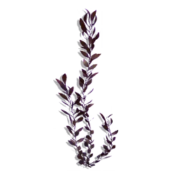 Carbon Vine
