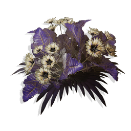 Perennial Snowstar