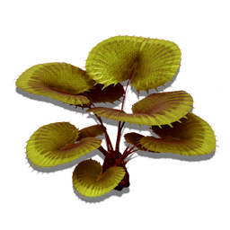Carnivorous Bush