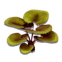 Carnivorous Bush