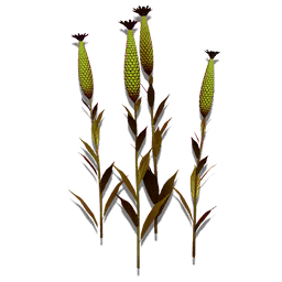 Curious Corn