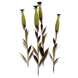 Curious Corn