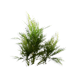 Sprig Bush