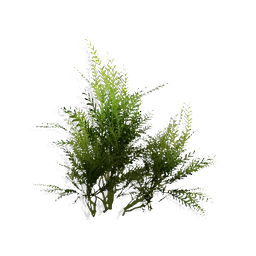 Sprig Bush
