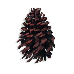 Open Seed Cone