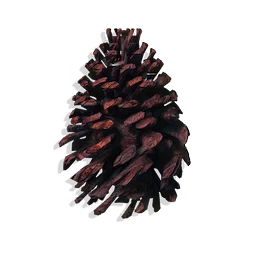Open Seed Cone