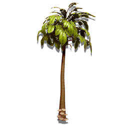 Spindle Tree