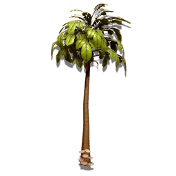 Spindle Tree