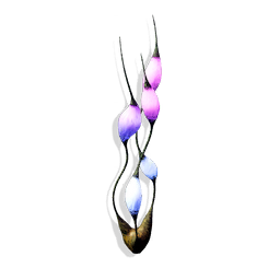 Lantern Kelp