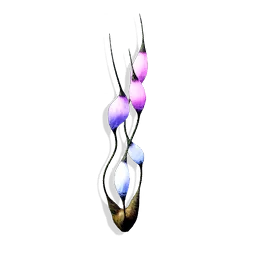 Lantern Kelp