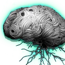 Mature Neural Stem