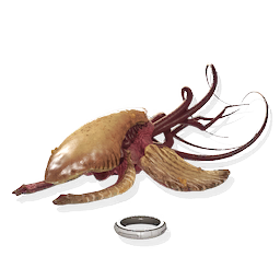 Organic Frigate Calf