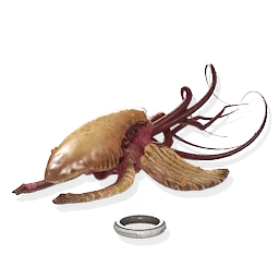 Organic Frigate Calf