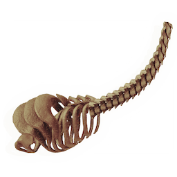Mighty Ribcage
