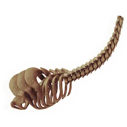 Mighty Ribcage