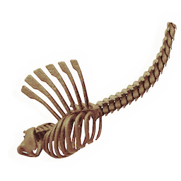 Lengthy Flared Ribcage