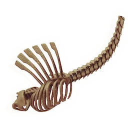 Lengthy Flared Ribcage