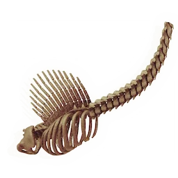 Lengthy Finned Ribcage