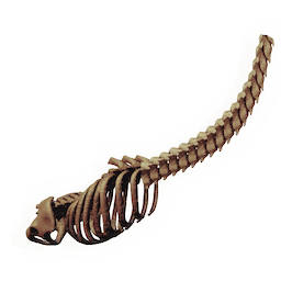 Lengthy Ribcage
