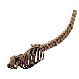 Lengthy Ribcage