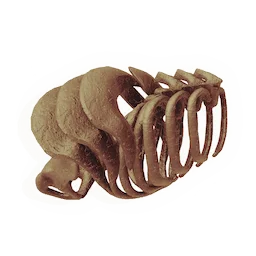 Armoured Ribcage